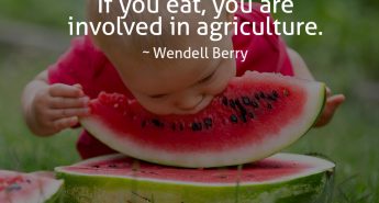 Wendell Berry Quote