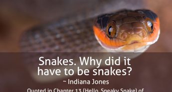 Indiana Jones Quote