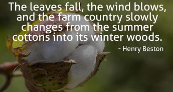 Henry Beston Quote