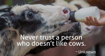 Dairy Farmer Quote