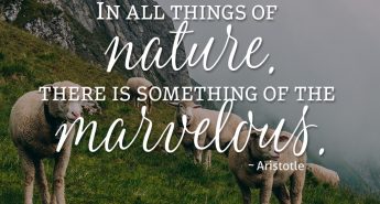 Aristotle Quote