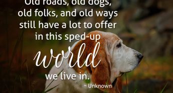 Old Roads, Old Dogs Quote