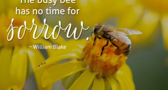 William Blake Quote