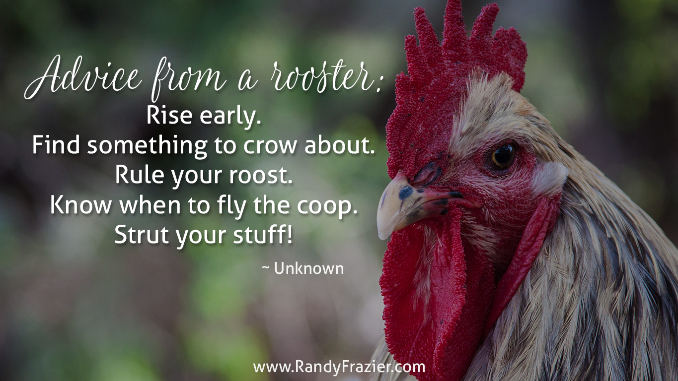Advice from a Rooster | Randy Frazier