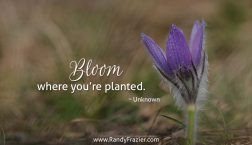 Quote for Spring