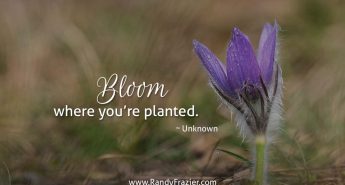 Quote for Spring