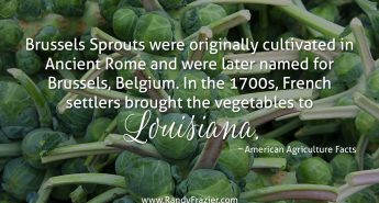 Ag Fact about Brussels Sprouts
