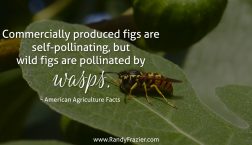Ag Facts about Figs and Wasps