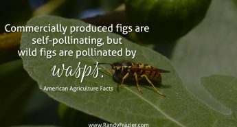 Ag Facts about Figs and Wasps