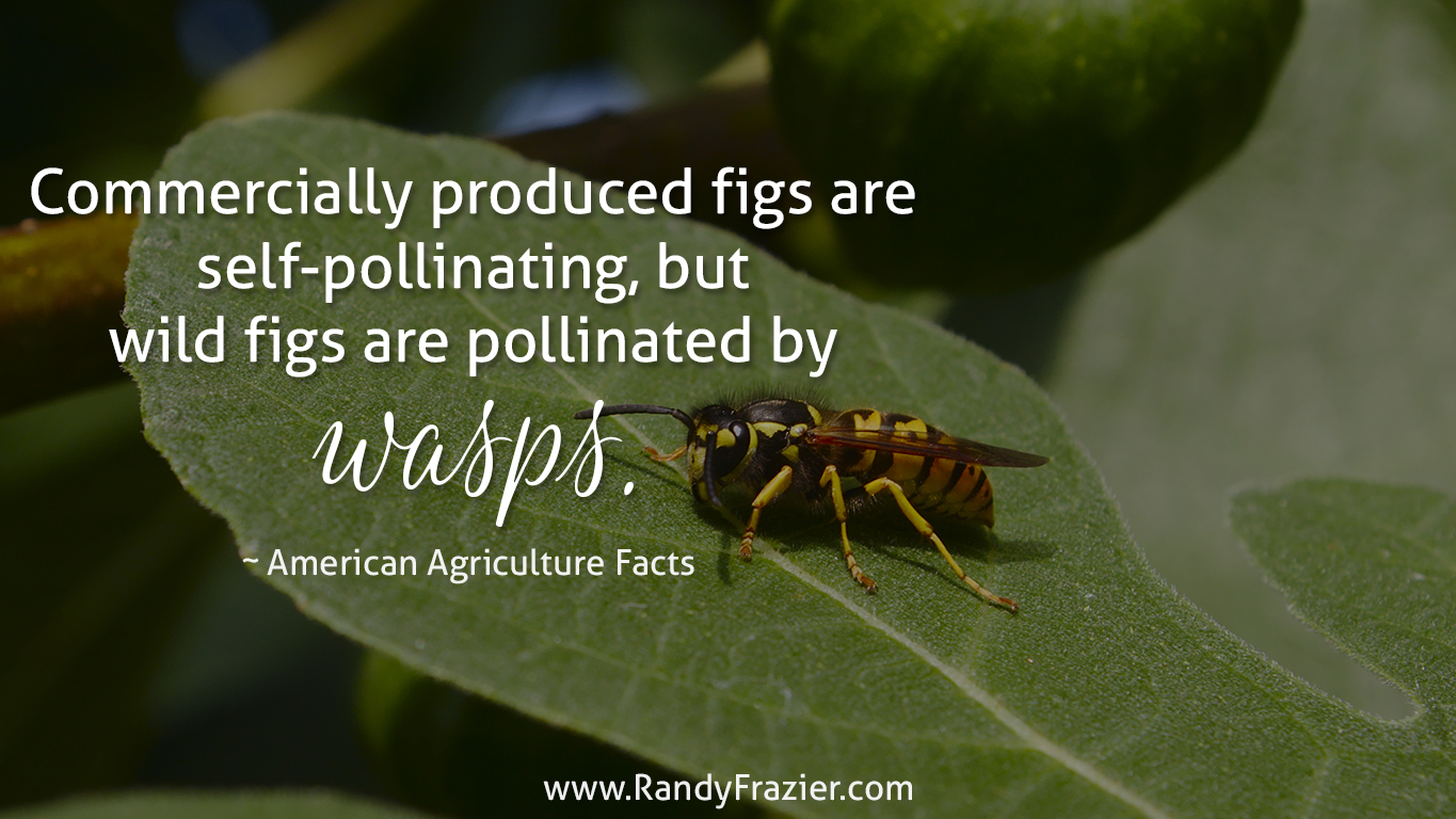 Ag Facts about Figs and Wasps