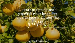Ag Facts about Grapefruit