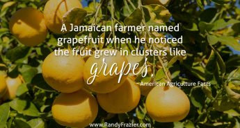 Ag Facts about Grapefruit