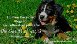 Farm Dogs