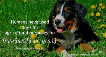 Farm Dogs