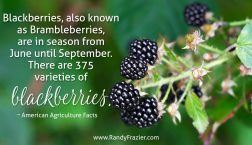 Ag Facts about Blackberries