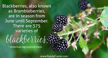Ag Facts about Blackberries