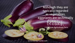 Ag Facts about Eggplants