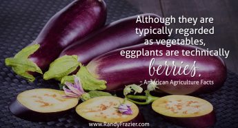 Ag Facts about Eggplants