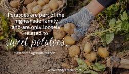 Ag Facts about Potatoes