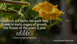 Ag Facts about Zucchini