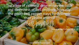 Ag Facts about Bell Peppers