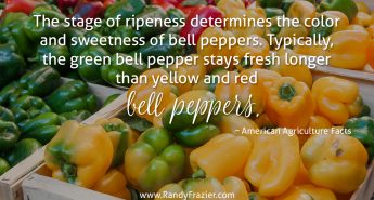 Ag Facts about Bell Peppers
