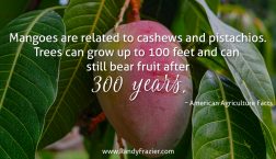 Ag Facts about Mangoes