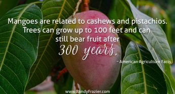 Ag Facts about Mangoes
