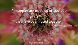 Ag Facts about Pineapples