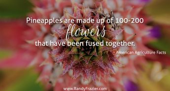 Ag Facts about Pineapples