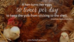 Ag Facts about Chickens