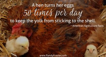Ag Facts about Chickens