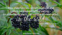 Ag Facts about Elderberries