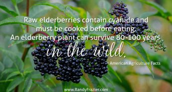 Ag Facts about Elderberries