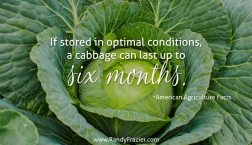 Ag Facts about Cabbage