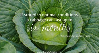 Ag Facts about Cabbage