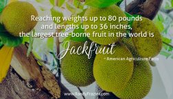 Ag Facts about Jackfruit