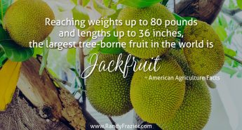 Ag Facts about Jackfruit