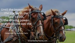 Ag Facts about Horses