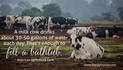 Ag Facts about Cows