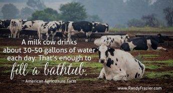 Ag Facts about Cows