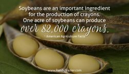 Ag Facts about Soy Beans