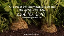 Ag Facts about Celery
