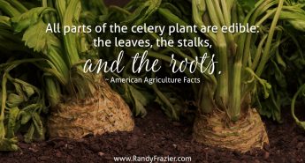 Ag Facts about Celery