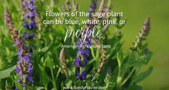 Ag Facts about Sage