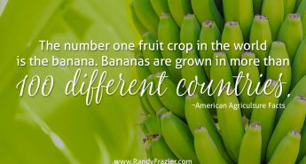 Ag Facts about Bananas