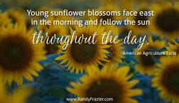 Ag Facts about Sunflowers