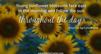 Ag Facts about Sunflowers