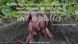 Ag Facts about Sweet Potatoes