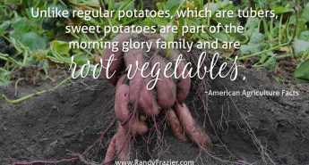 Ag Facts about Sweet Potatoes
